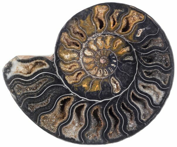 Split Black/Orange Ammonite (Half) - Unusual Coloration #55680